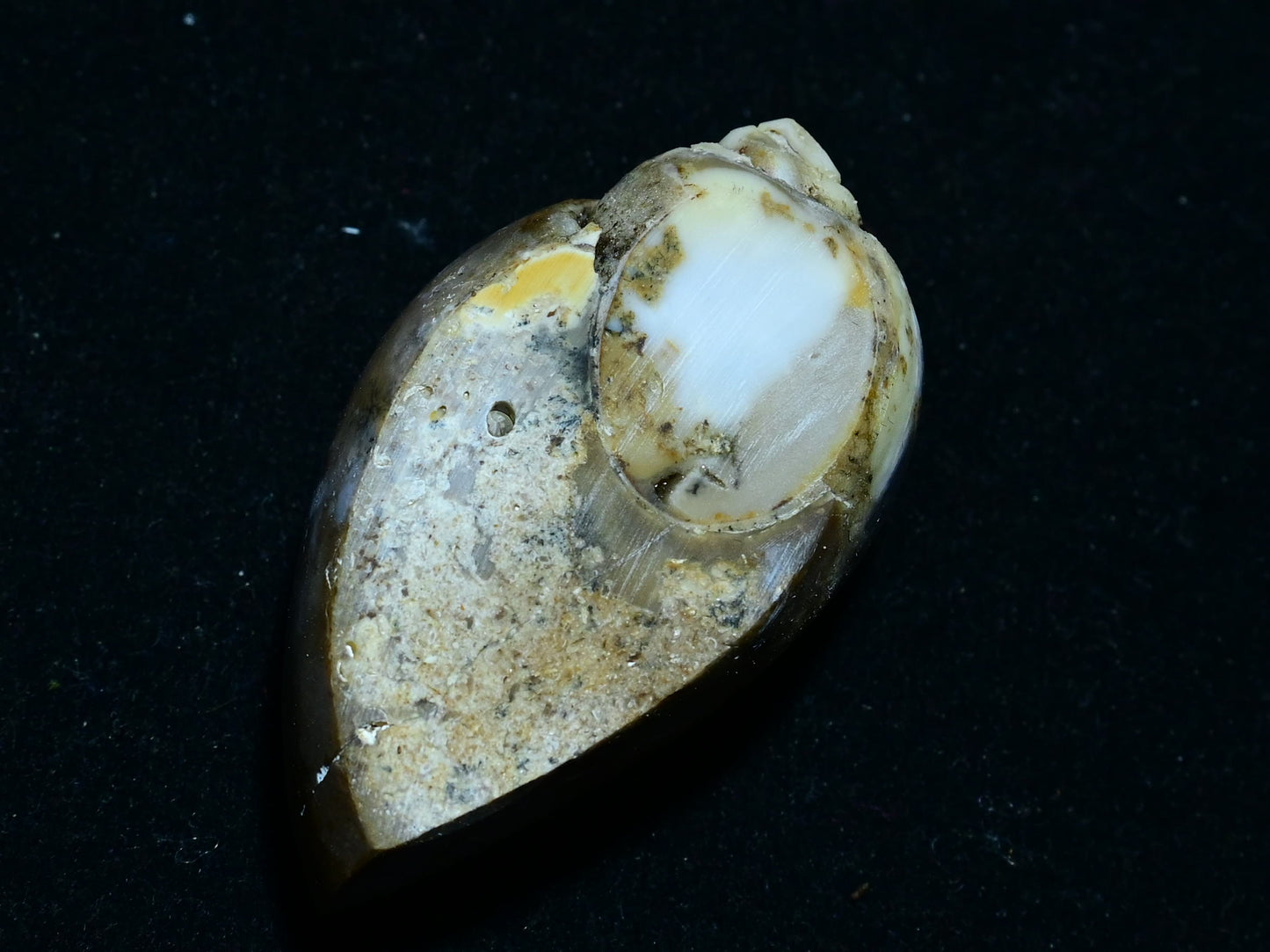Fossil Druzy Snail Drusy Ancient Unique Fossil