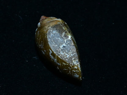 Fossil Druzy Snail Drusy Ancient Unique Fossil