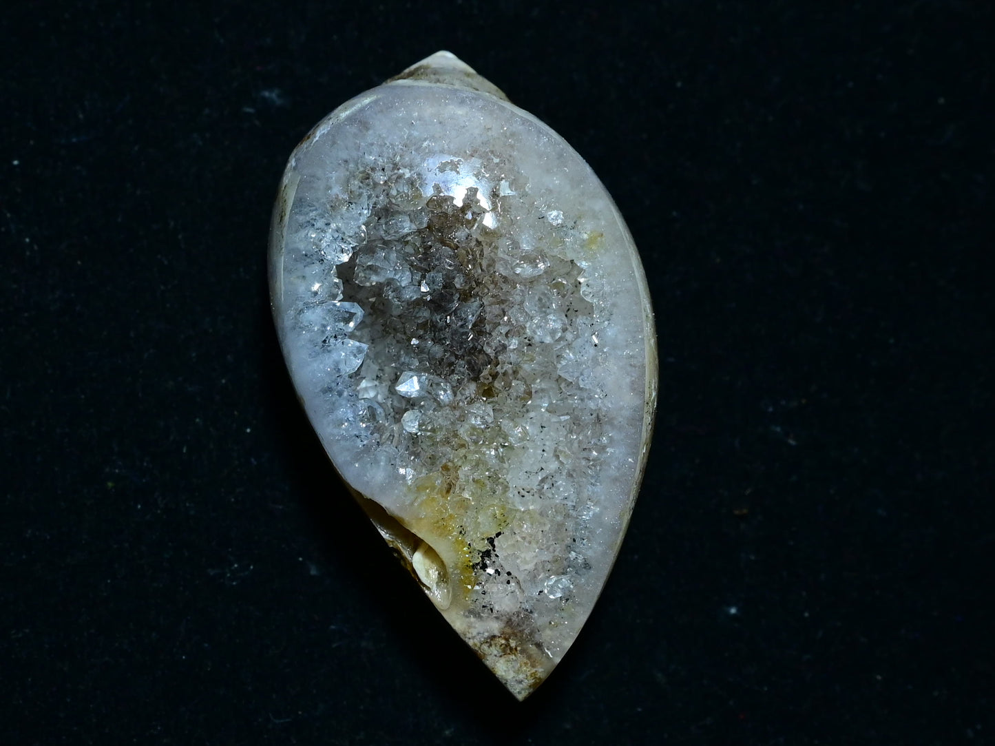 Fossil Druzy Snail Drusy Ancient Unique Fossil